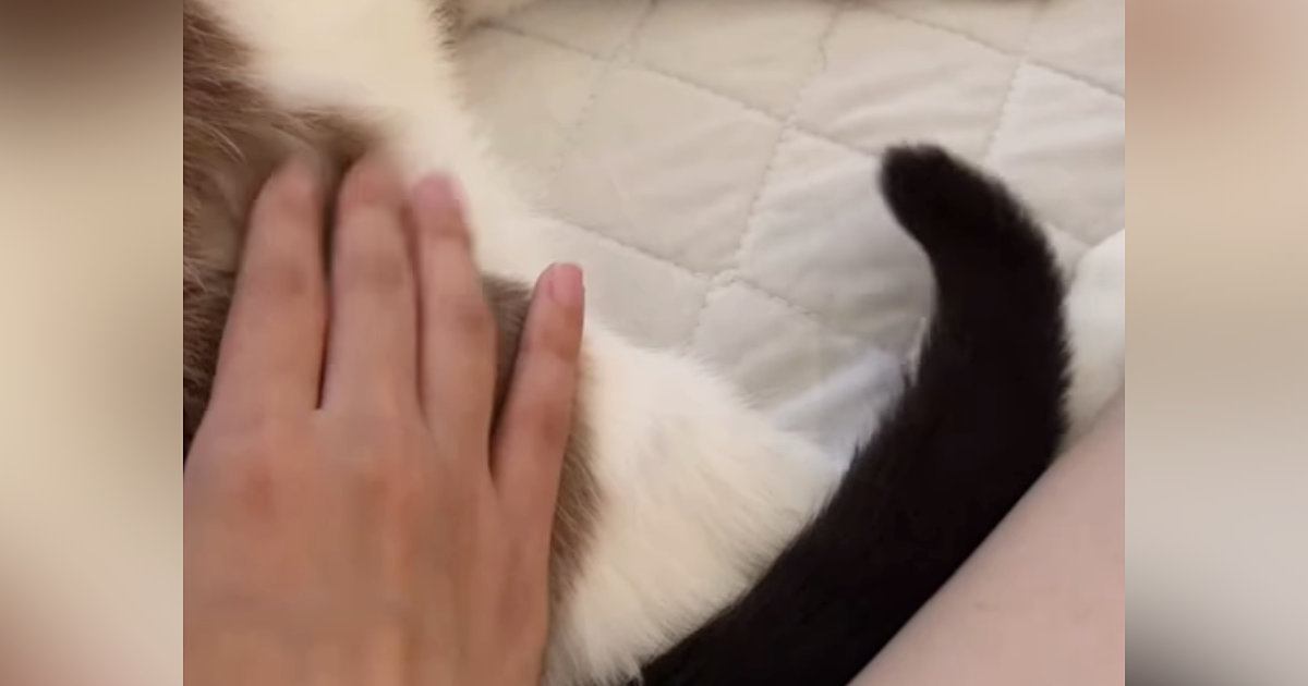猫のお尻をトントンしていたら…まさかの『しっぽの動き』に「微調整してくるのやばいｗ」「止めないでねの合図かなｗ」と35万再生