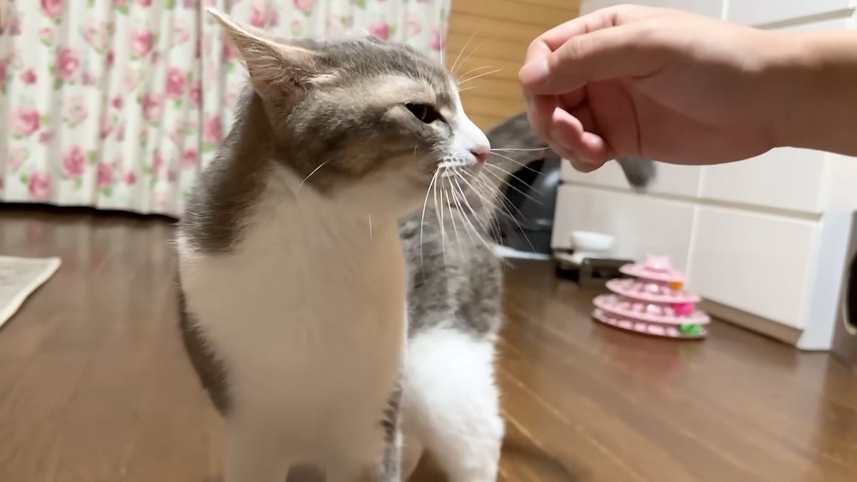 『10年前に拾った猫』と久々に再会した結果…たまらなく『愛おしいリアクション』に「恩を感じているよねきっと」「親同然なんだろうね」の声