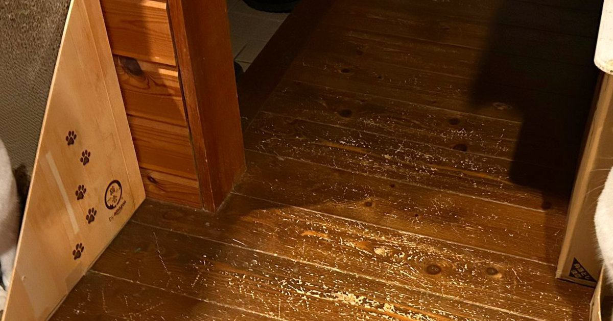 トイレに行こうとしたら、２匹の猫が…まるで『守り神』のような光景に４万いいね「ナデナデするのだ」「同時に倒さないといけないボス」