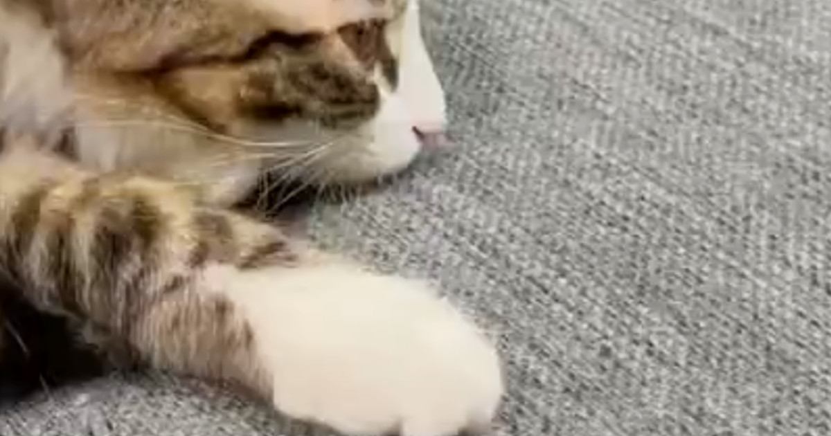 くつろぐ子猫を見たら→あまりにも『不思議なポーズ』をしていて…『衝撃の光景』に5万いいね「すごいことになってるｗ」「知恵の輪みたい」
