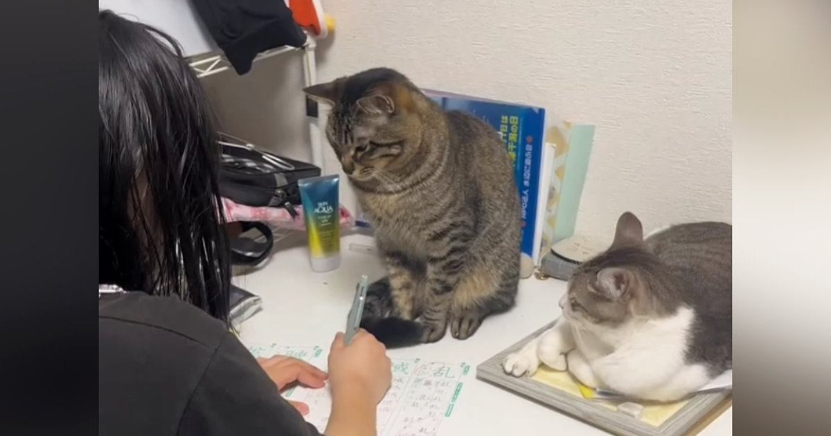 お姉ちゃんが勉強をしていると、近くで『2匹の猫』が……笑わずにはいられない光景が11万再生「めっちゃガン見されてるｗ」「圧がすごいｗ」