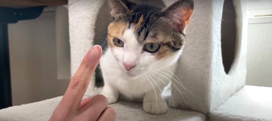 猫ちゃん、人見知り発動！早く打ち解けるには？