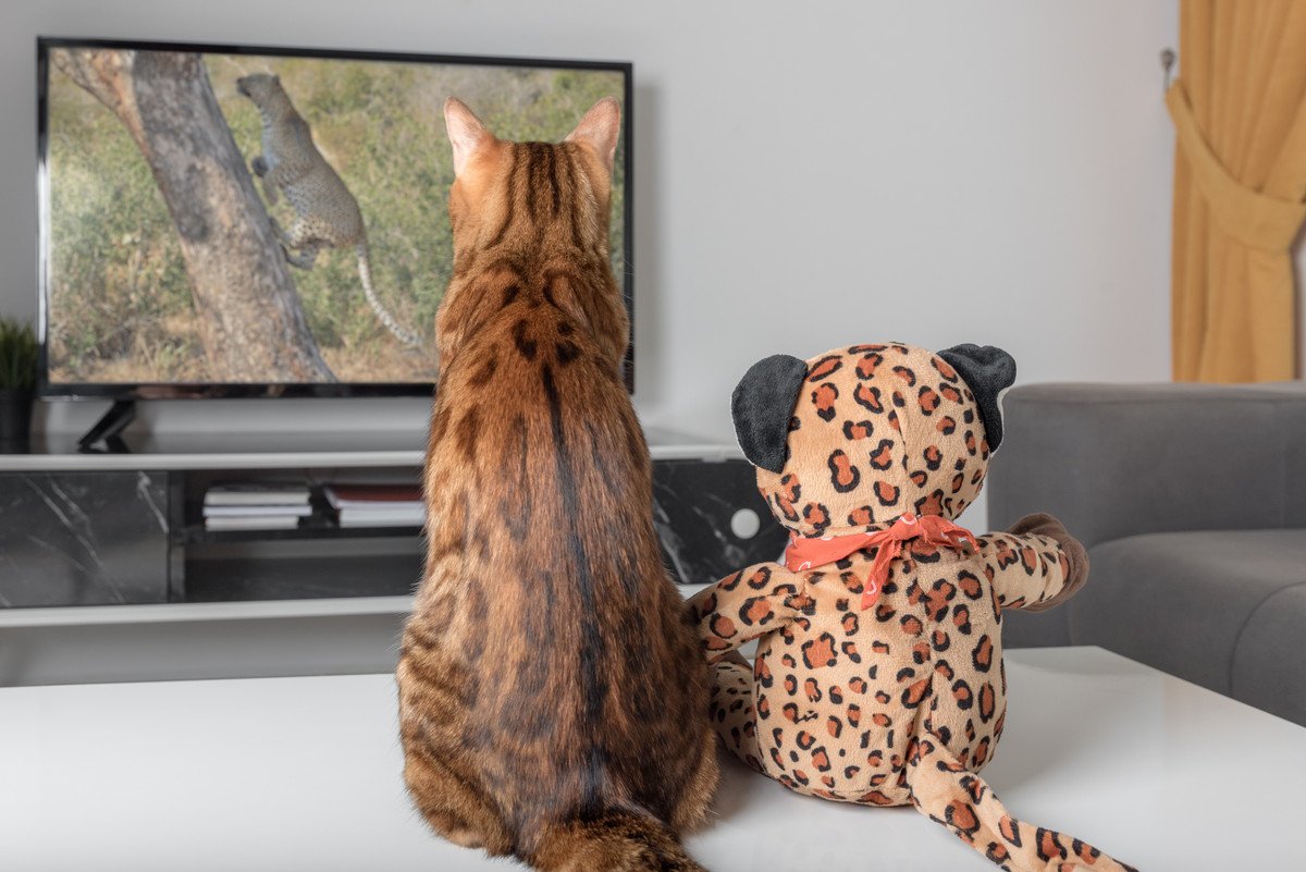 猫も楽しいの？猫が『テレビを見ている』ときのキモチ3選　人とは違う驚きの見え方をしていた！