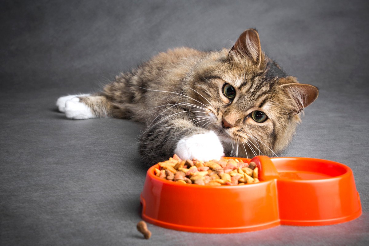 猫の困った『食べムラ』考えられる原因と、試したい3つの対処法