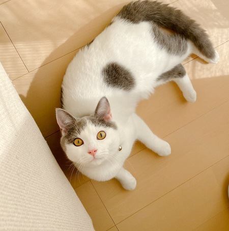 猫との関係を良くしたい！そのために守るべき３つのこと