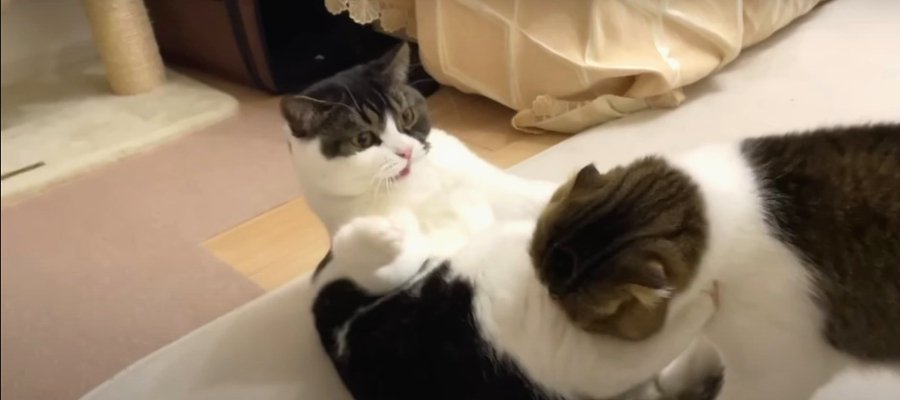 『猫パンチされたニャ！』親子喧嘩をする猫ちゃんたち