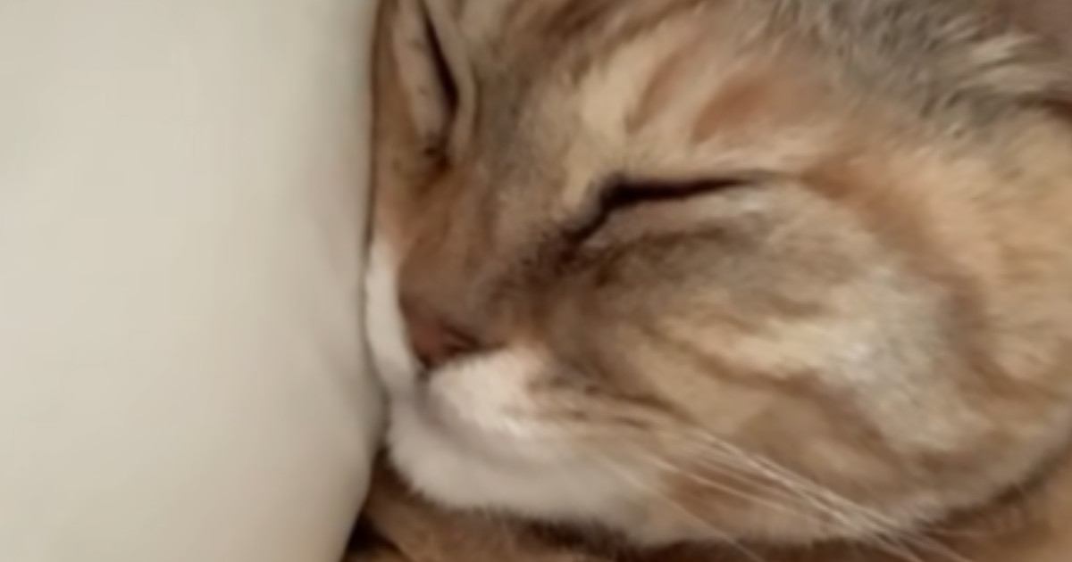 飼い主『仕事に行けない』→毎朝、腕の中で眠る猫…たまらなく可愛い光景に「上には私から説明しとく」「行かなくても許される」と49万再生