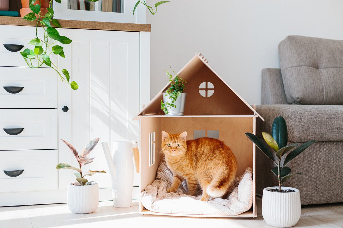 猫が『居心地がいい』と感じる家の条件6つ　快適に過ごしてもらえる環境の整え方もご紹介