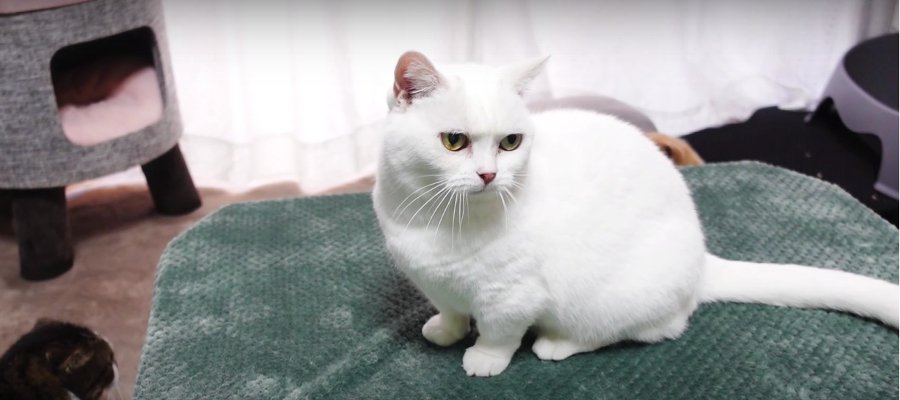 飼い主さんを観察する猫ちゃんたち！その目的は？