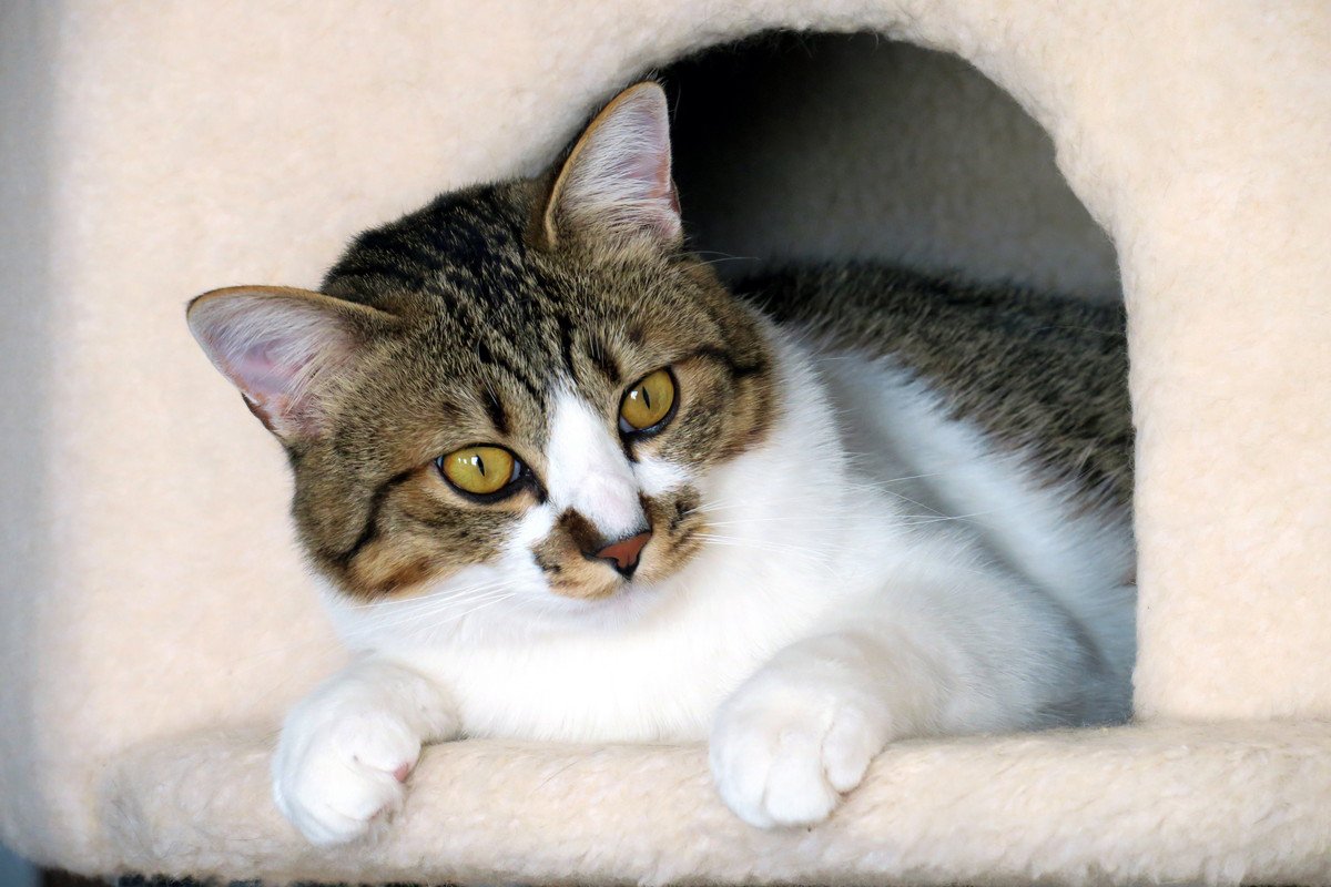 愛猫の『生活の質をアップする方法』4選　大事なのは“猫ファースト”と“エンリッチメント”