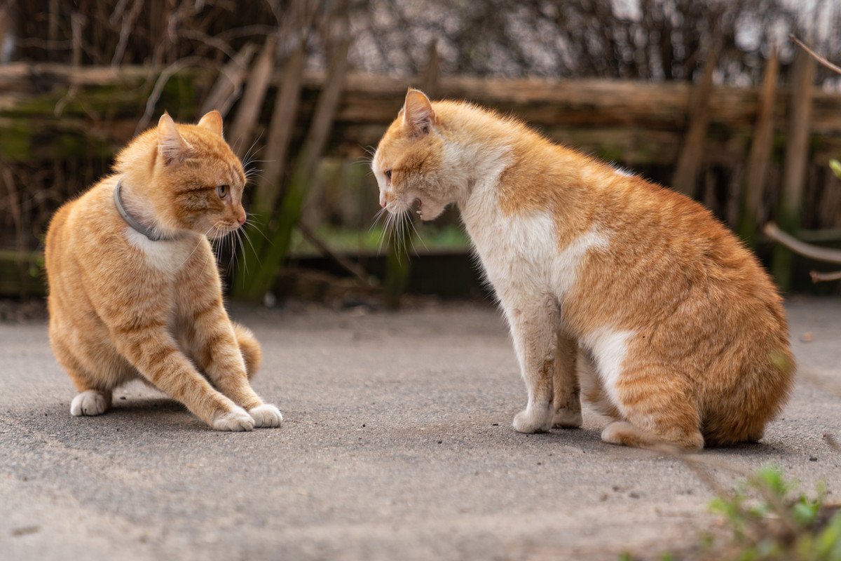 猫が『負けを認めた時』の仕草・行動5選！