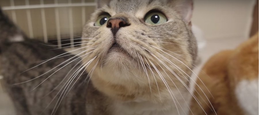 可愛いアングルにキュン♡猫ちゃんのドアップにご注目