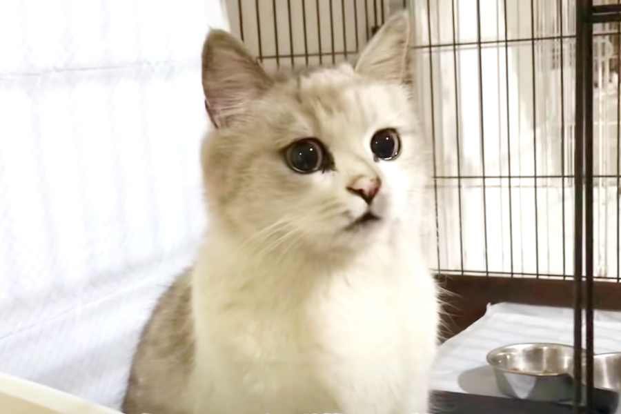 捨てられた飼い猫が出産…尊い子猫の姿に感動！