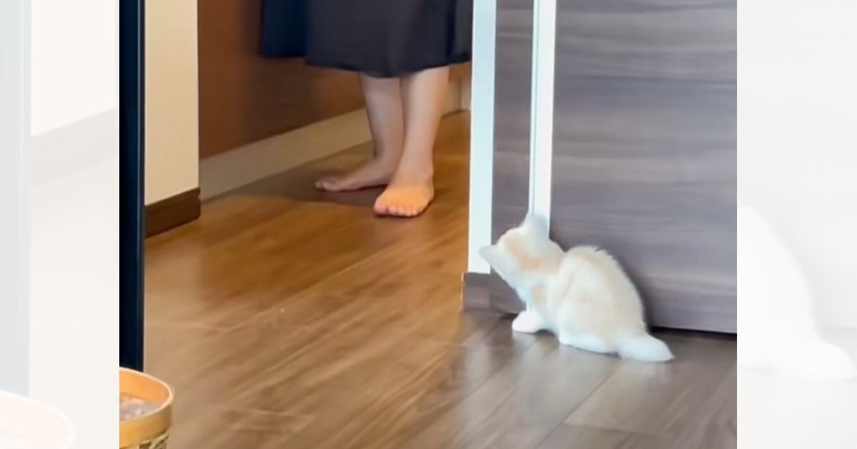 待ち伏せする子猫→ママが近づいてくると……思わず笑っちゃう『可愛すぎる瞬間』が208万再生「ちゃんと見計らってるｗ」「天使だ」
