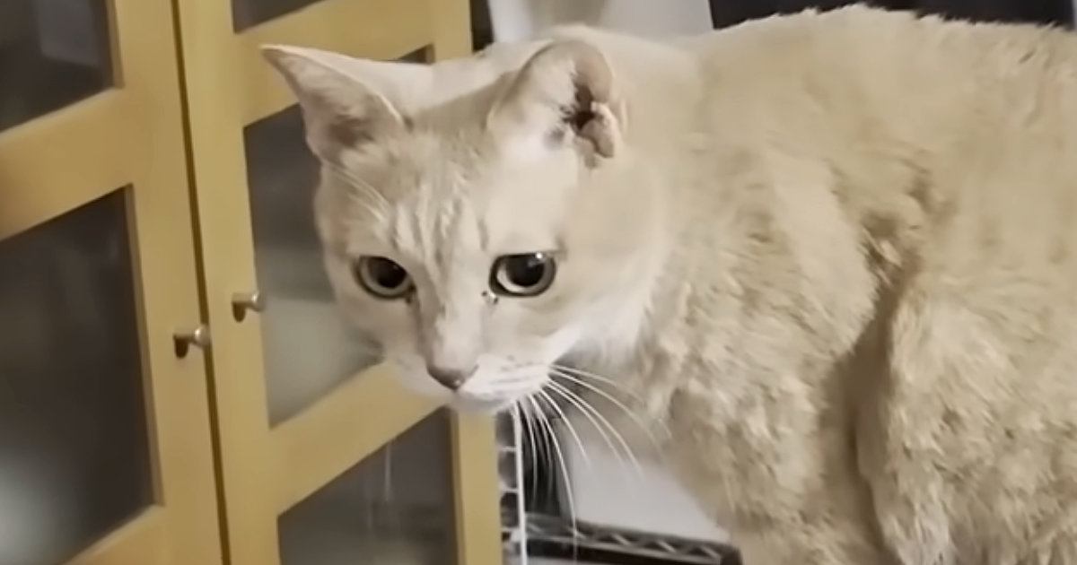 息子の部屋で『帰りを待っていた猫』…帰宅した直後に見せた『可愛すぎる行動』に反響「永遠に一緒にいてほしい」「健気だなぁ」