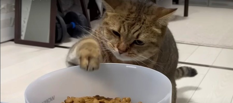 味の確認は任せて！猫ちゃんのちゃっかりお手伝い？？