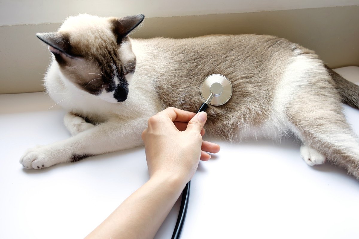 まるで妊娠中！避妊手術済みの猫のお腹が膨らんで「胎動する」姿にネット民もびっくり　その正体は…
