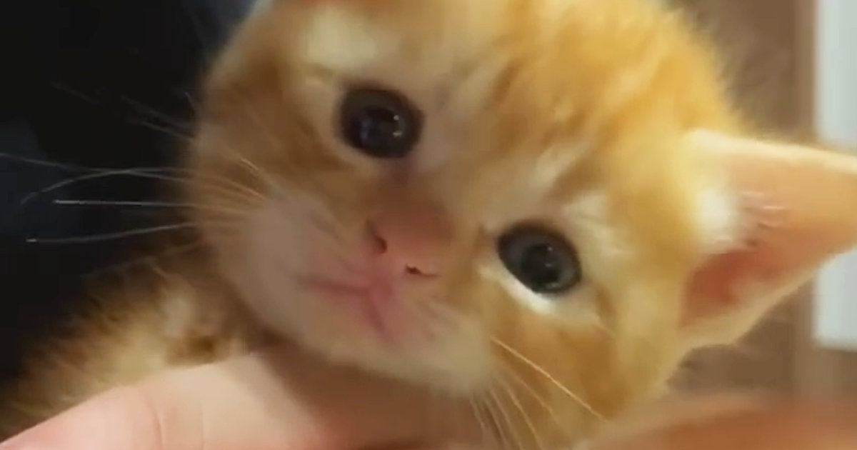 子猫が『初めての爪切り』に挑戦した結果…ずっと見ていたくなる『尊すぎる反応』に「ニヤニヤしちゃった」「あーたまらん」と悶絶の声続出