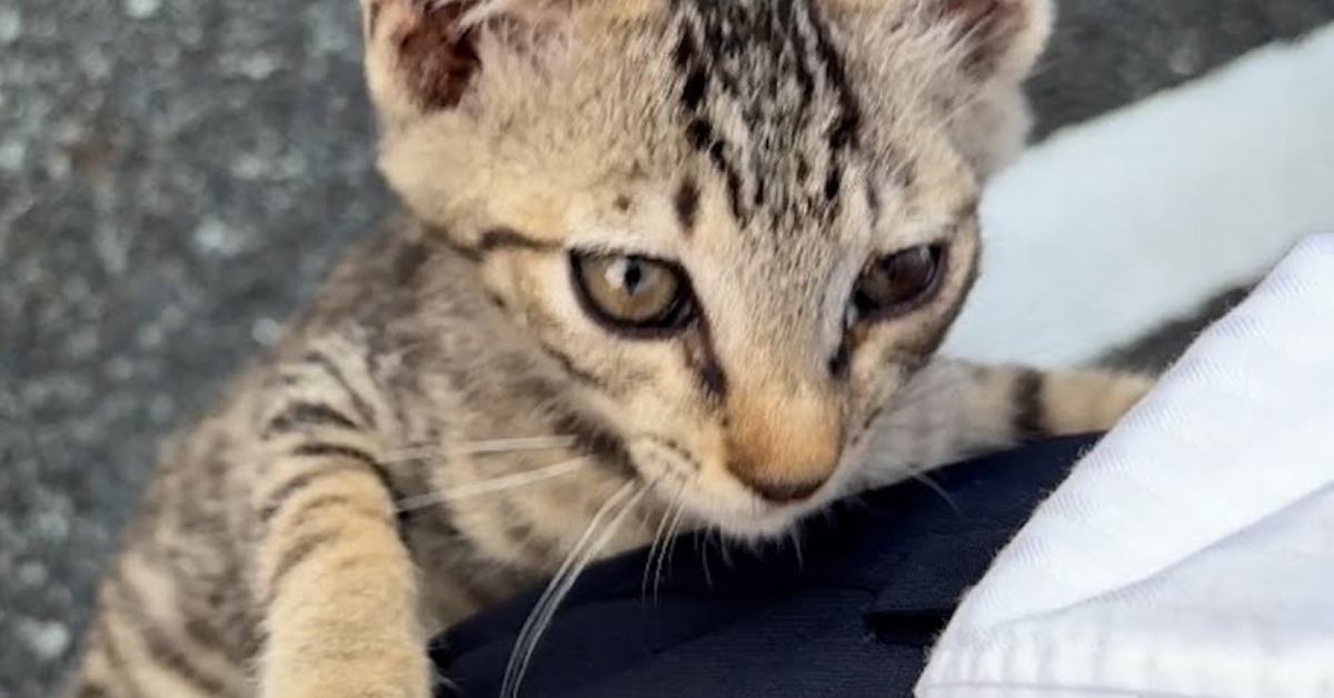 帰宅中に突然『子猫』が近づいてきて……子猫がとった『まさかの行動』と保護された光景に涙が出ると22万再生「本当にありがとう」「感動」