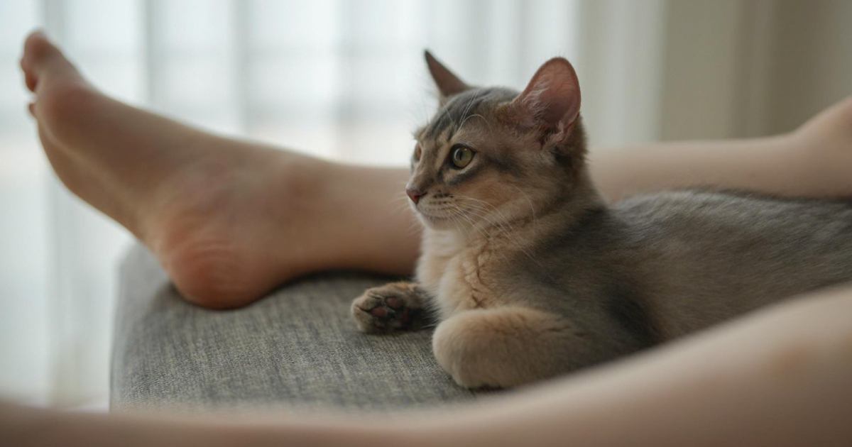 足の間でくつろぐのが好きな子猫→成長した結果……とんでもなく尊い『ビフォーアフター』に8万いいね「とっても素敵」「たまらない」と話題