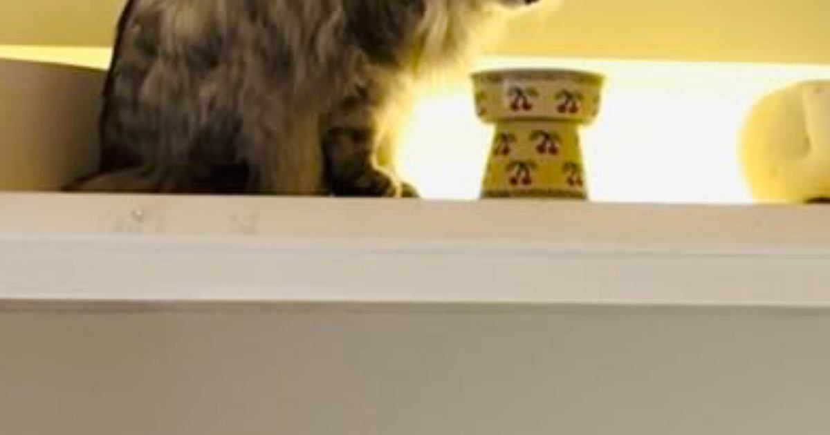 天袋に行きたがる猫のために『DIY』した結果…想像を超えてくる仕上がりに絶賛の声「私の部屋にしたいくらい」「素敵なアイデア」と２万いいね