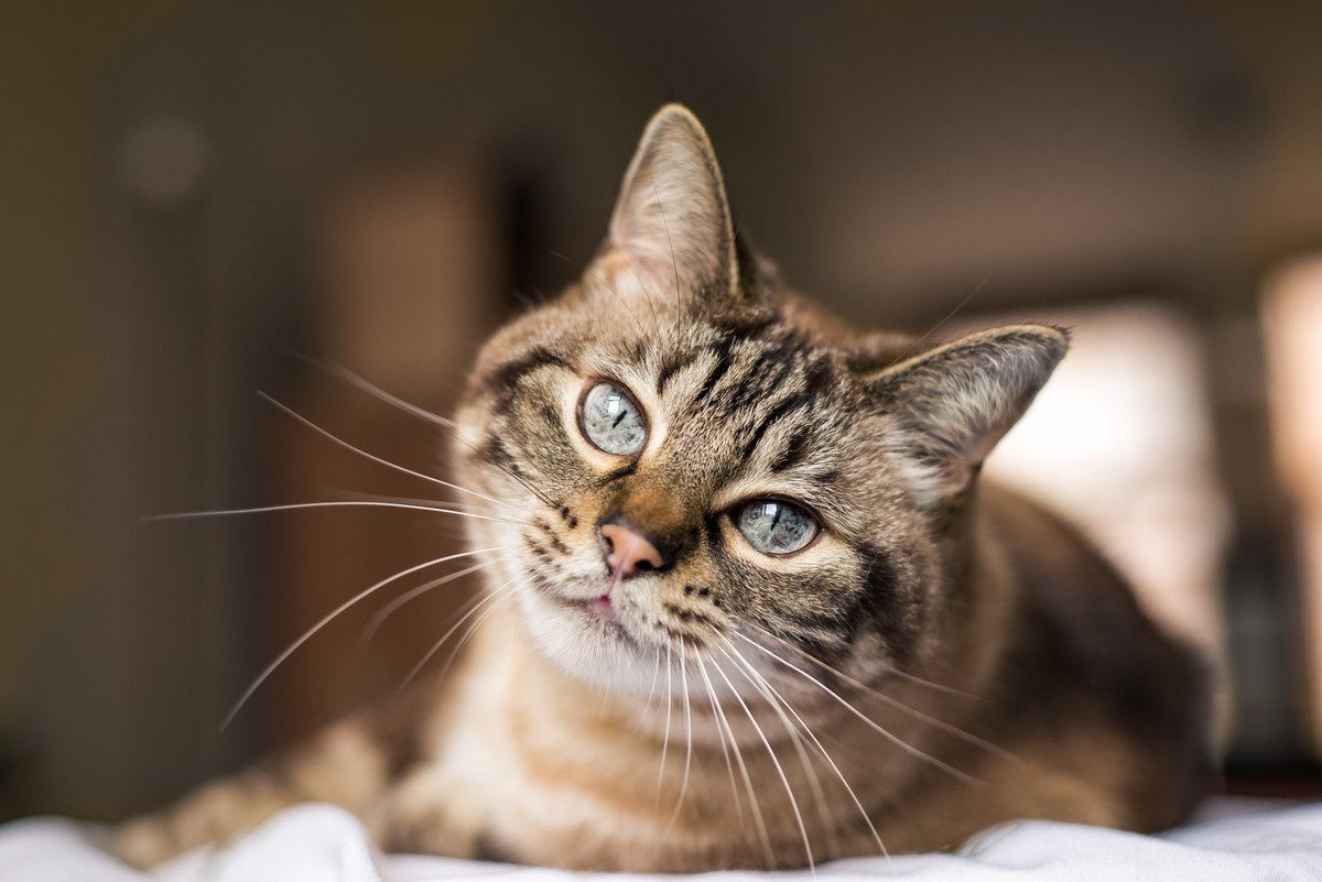 猫は密かに家族を『ランク付け』している？！愛猫の態度ににじみ出る格付け行動5選