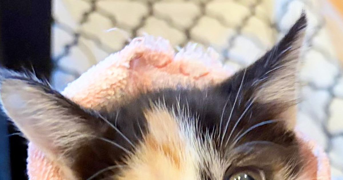 ピンクのタオルにくるまれた子猫→顔を見ると…爪切り直後の『尊すぎる表情』に癒される人が続出「可愛すぎ」「頑張ったね」と１万いいね