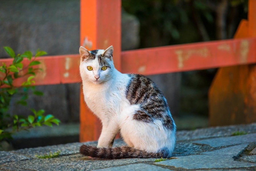 【お松大権現の猫神さま】1万体の招き猫と神社に伝わる「化け猫伝説」とは