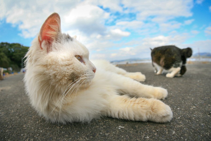 「ノネコ」と「野良猫」って違うの？！猫の名称10個の解説！