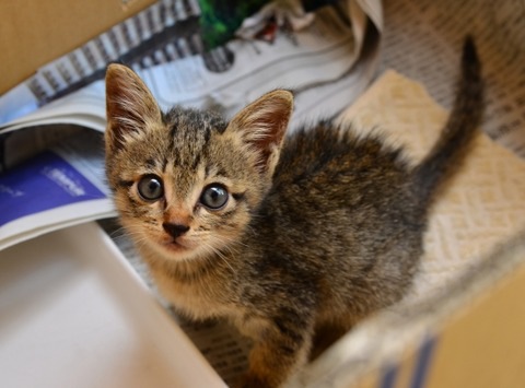 排水溝に落ちて出られなくなった猫「ココ」奇跡の救出劇