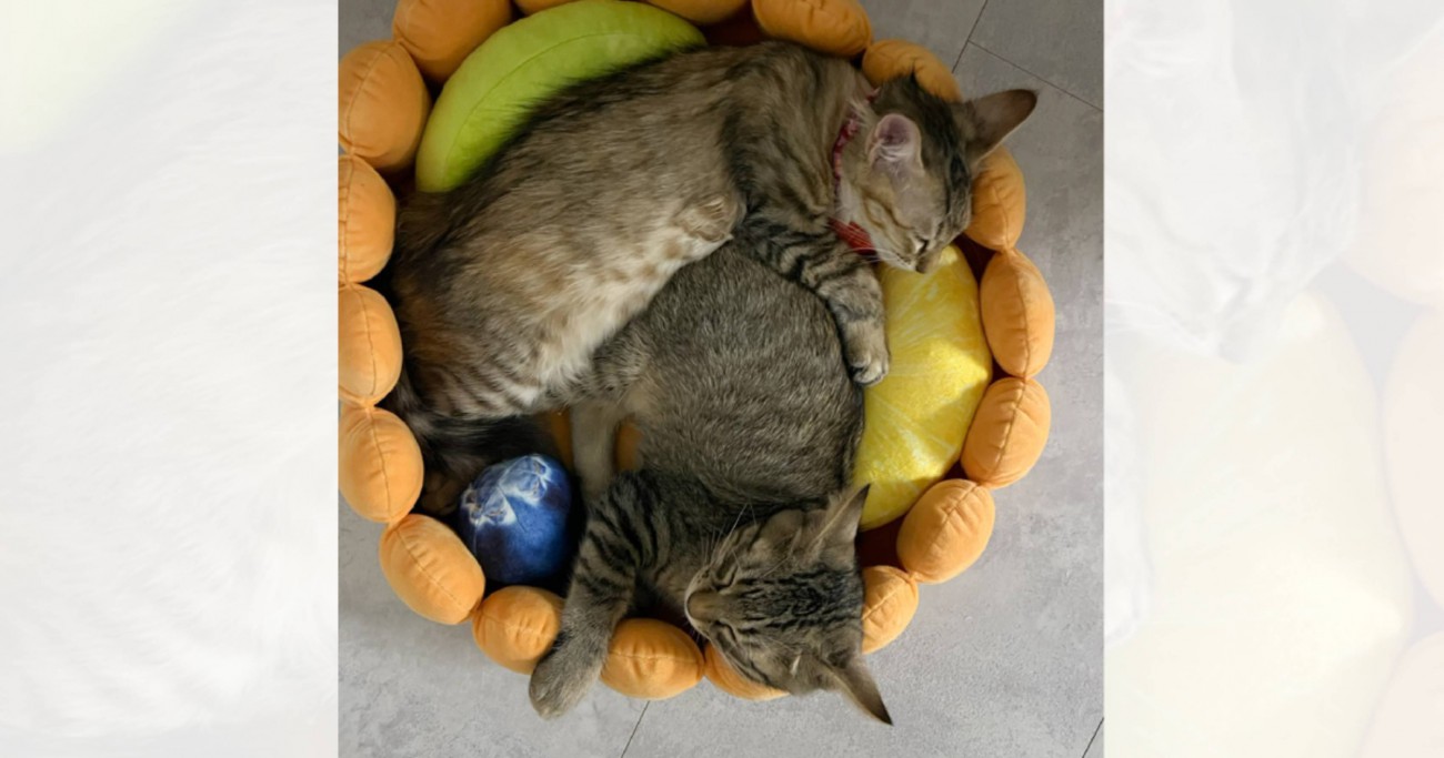 フルーツタルト形のベッドの上で眠る子猫たち→1年後…たまらなすぎる『現在の様子』が62万表示「ただの猫タルトｗ」「ボリューム満点」