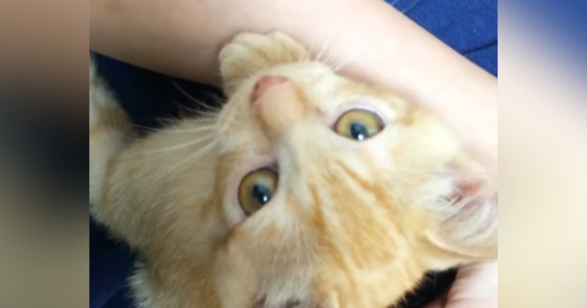 小さい頃は『ママにべったりだった茶トラ猫』→大きくなった結果…予想外の『変化』が10万再生「幸せな気持ちになった」「貫禄がすごいｗ」