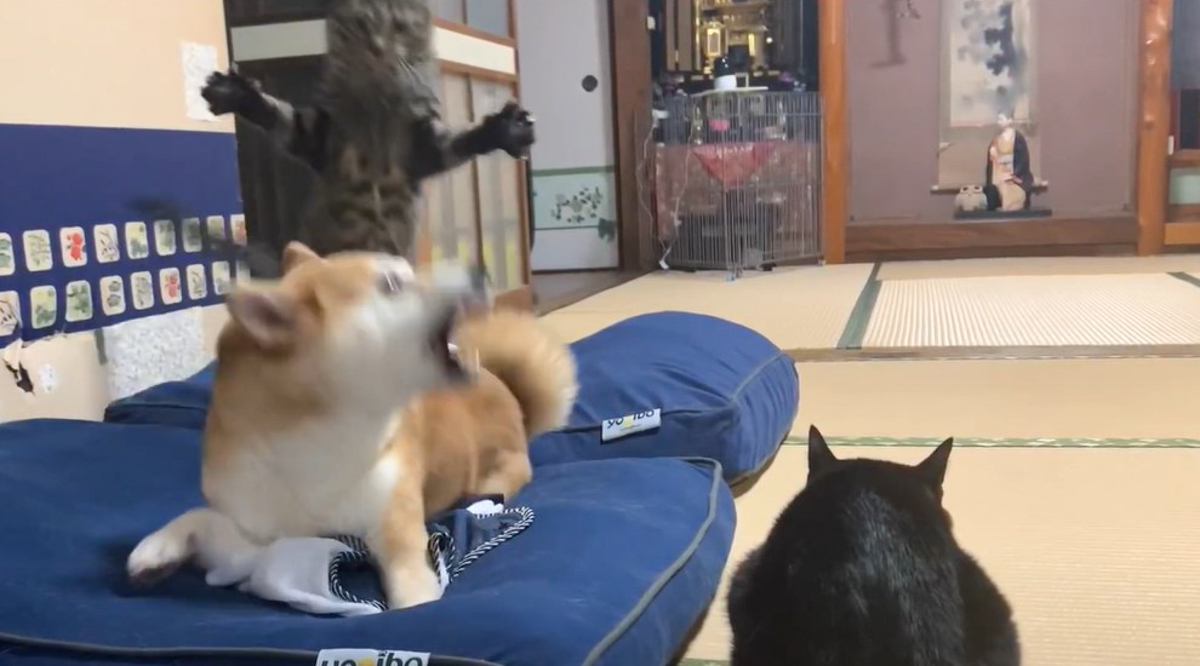 猫と柴犬の遊びが『激しすぎた』結果…思わぬ結末が笑えると50万7000再生「何事もなかったかのようにｗ」「しれっとｗ」爆笑の声