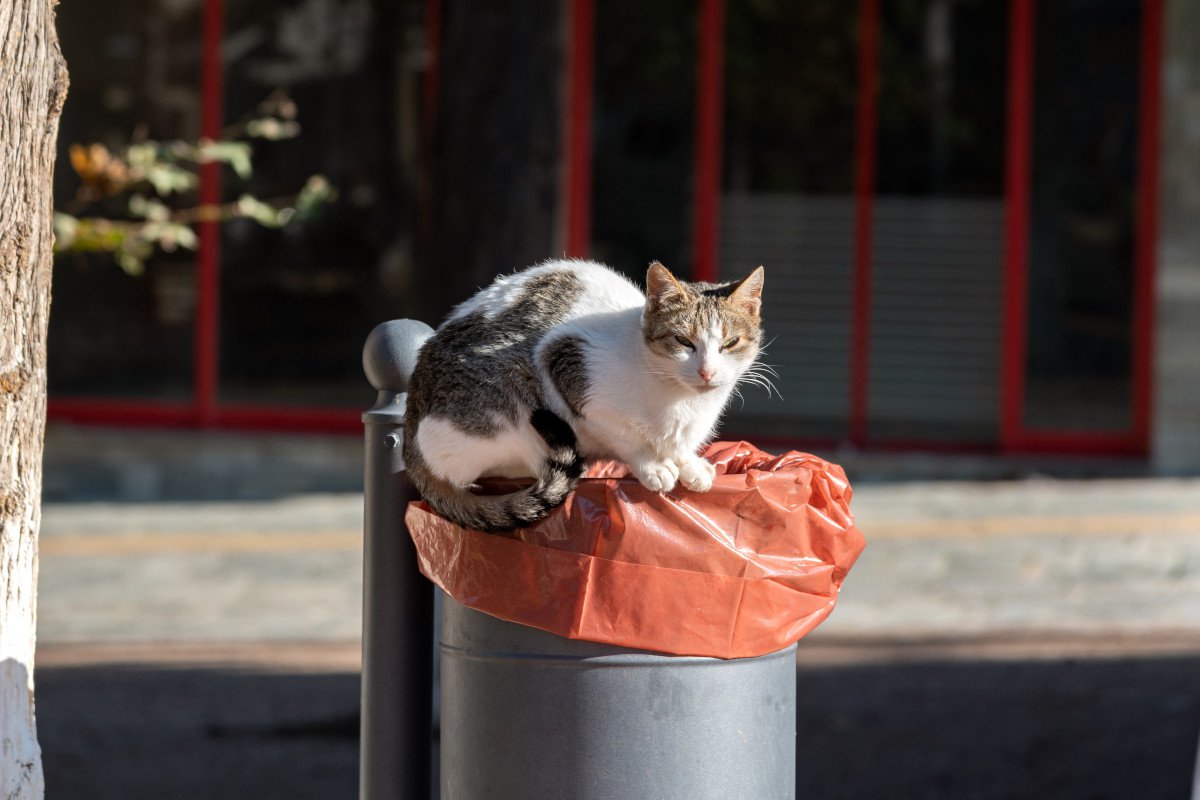 いったいなぜ？飼い猫が次々に失踪し「16キロ離れた場所で発見」の謎　英国