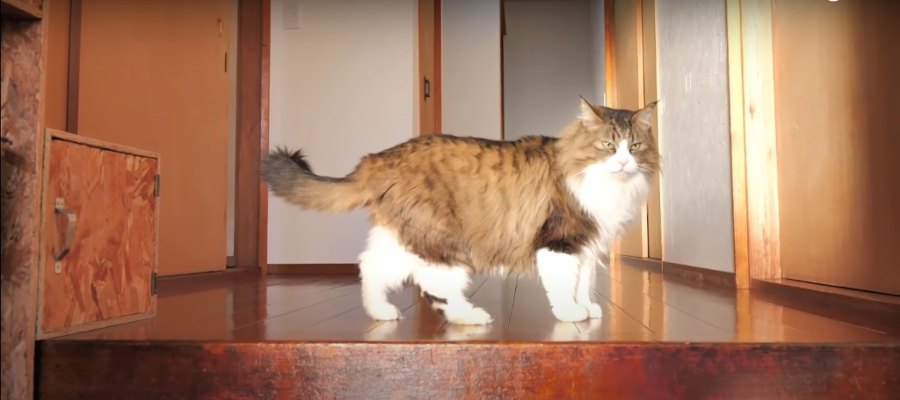 日の当たるところに猫ちゃんの姿あり？！朝日を浴びて清々しい1日の始まり♡