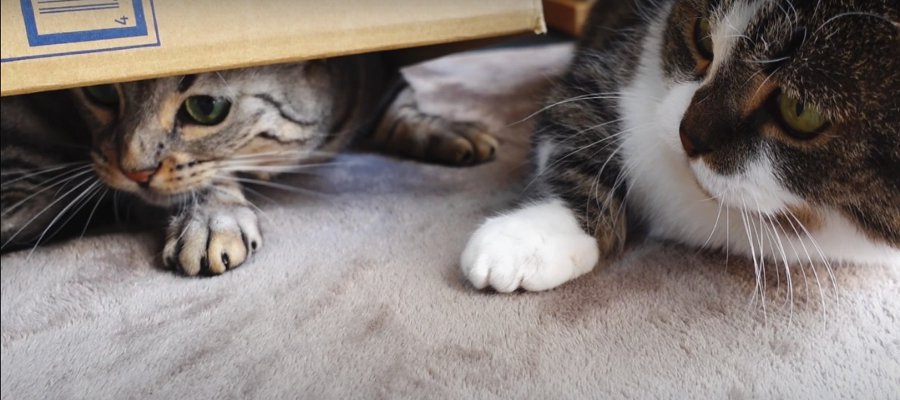 チラッと見える手や鼻がかわいすぎる猫ちゃん♡