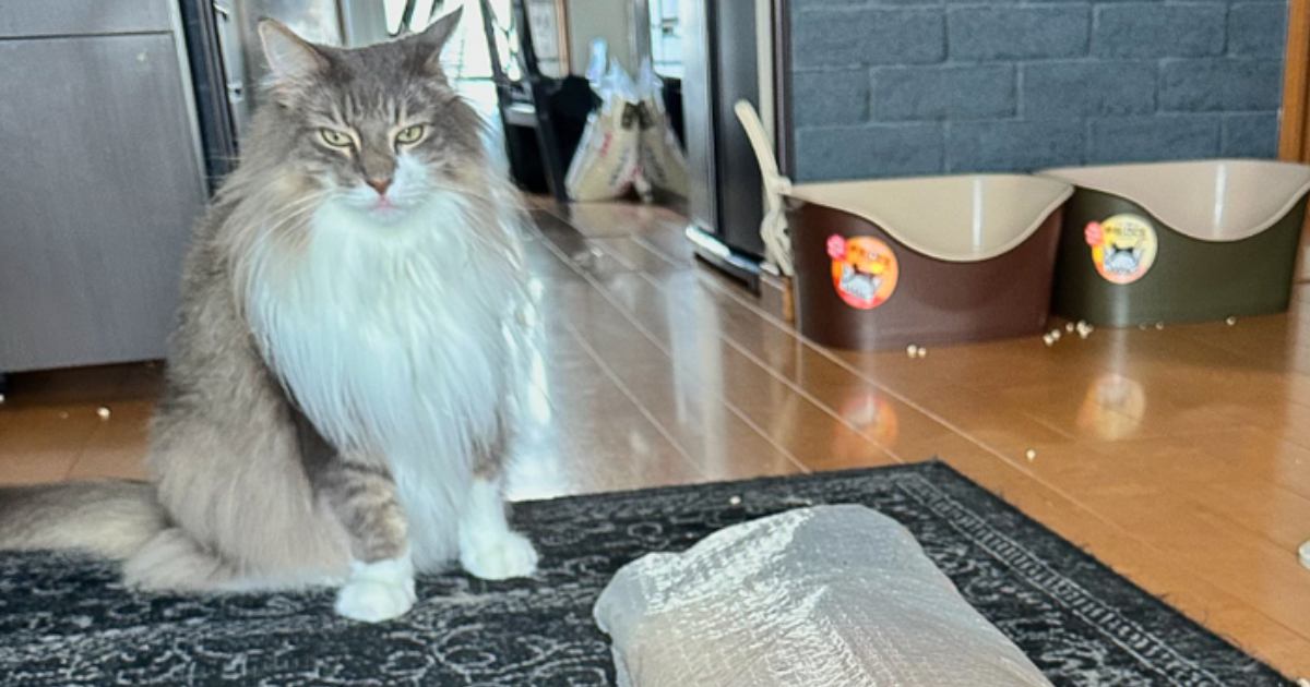 梱包を取り出して振り返ったら、ネコが…笑わずにはいられない『まさかの光景』に４万いいね「満足げなのがいいｗ」「変な声出たｗ」と爆笑の声