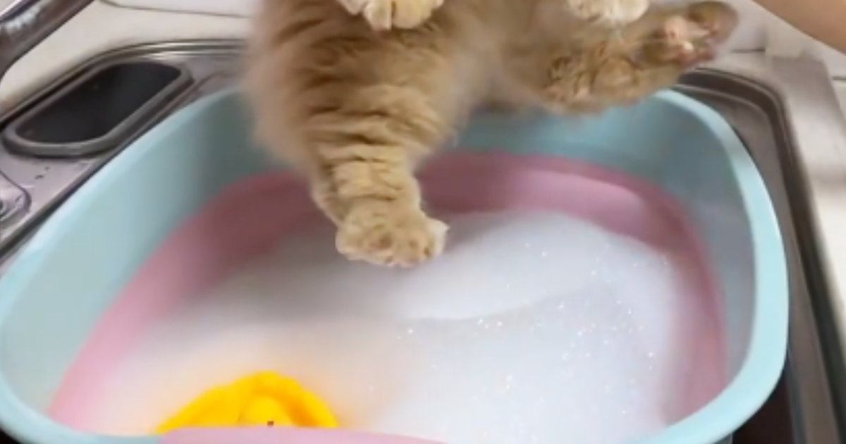 猫を『泡風呂』に入れてシャンプーした結果…4800万再生された『尊すぎる光景』に「とってもかわいいｗ」「やるなぁｗ」と癒される人が続出