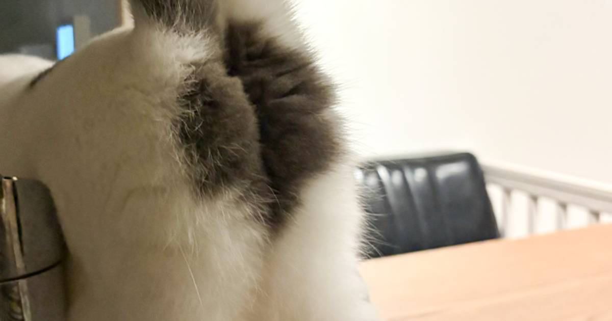 『キッチンを物色する猫』→後ろから撮影した結果…プリティーすぎる『おしり』に2万2000いいね「可愛いから許す」「思わず拡大したｗ」
