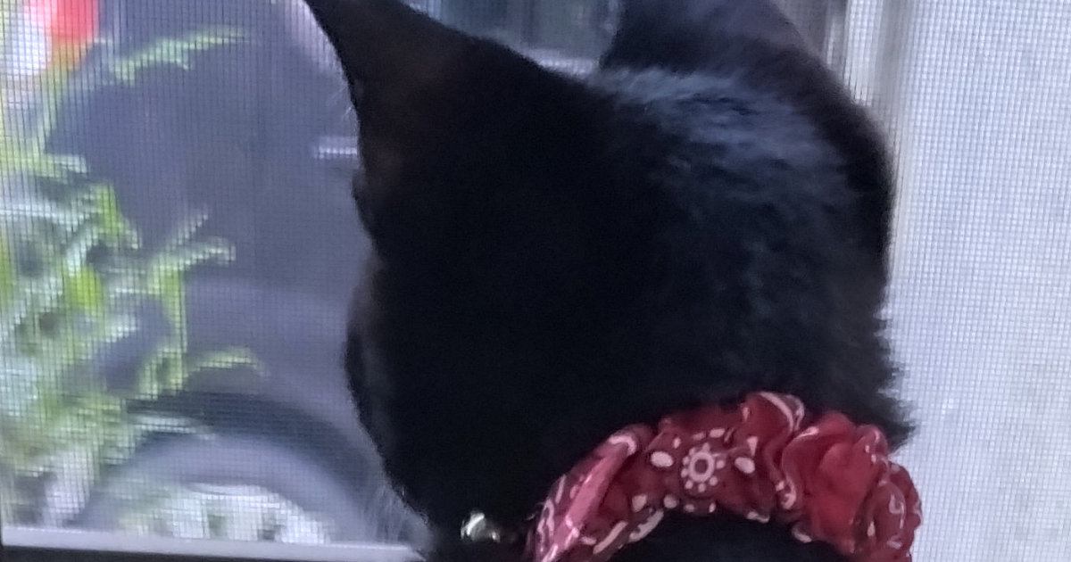 草刈りが気になる黒猫→落ちないように手を添えたら…思わず笑顔になる光景に4万いいね「信頼されてるねｗ」「う、腕がｗｗ」