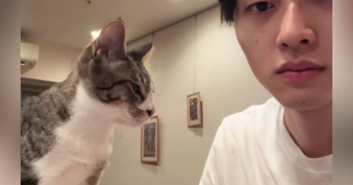 パソコンで作業をしていると、子猫がやってきて…全力すぎる『かまってアピール』に「ベッタベタで羨ましいｗ」「好きが溢れてる」と40万再生
