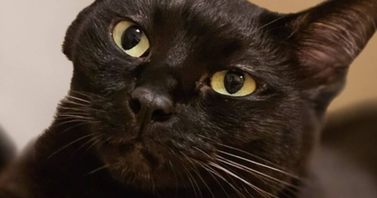 『ほっぺが凹んでいる』黒猫→『理由』が……微笑ましすぎる光景に1万いいね「見事に凹んでるw」「どんだけw」と笑顔になる人続出