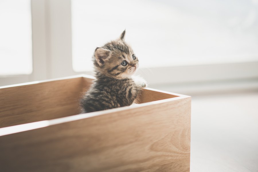 猫が一人になりたい時にする７つの仕草