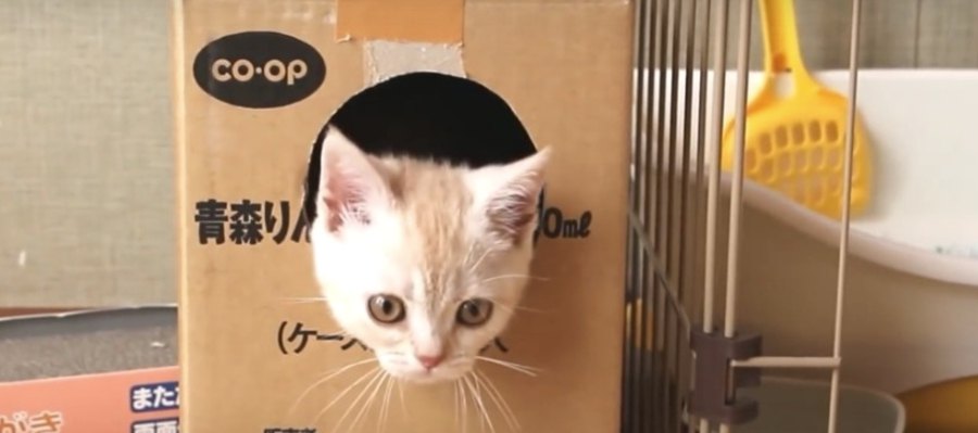 ダンボールの穴からぴょこ♡子猫ちゃんのぬいぐるみ救出大作戦！