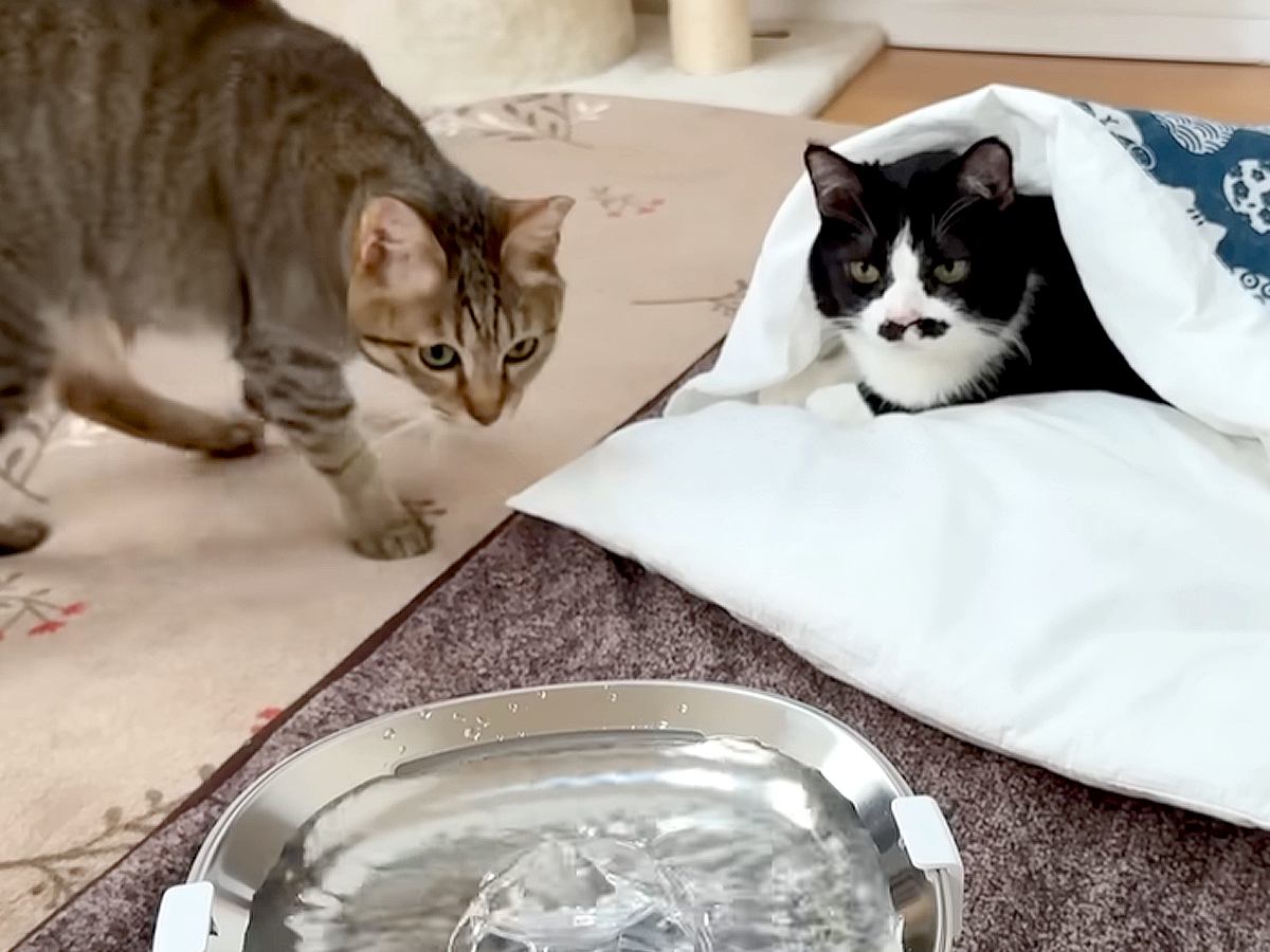 “センサーで水が出る自動給水器”を購入→３匹の猫に見せてみた結果…『まさかの反応』に「ほっぺ上がりっぱなしだった」「未知との遭遇」