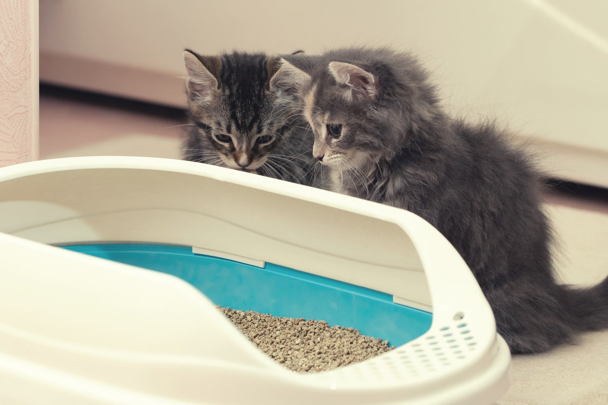 『猫トイレのカバー』は必要？あり・なし、それぞれのメリット・デメリット　猫自身はどっちがいいの？