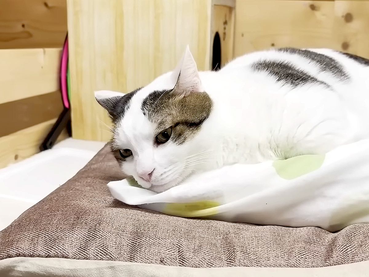 『お昼寝しようかな』女の子がベッドに向かうと、猫が待っていて…羨ましすぎる『幸せにあふれた光景』が話題「愛されてるね」「モフりたい」