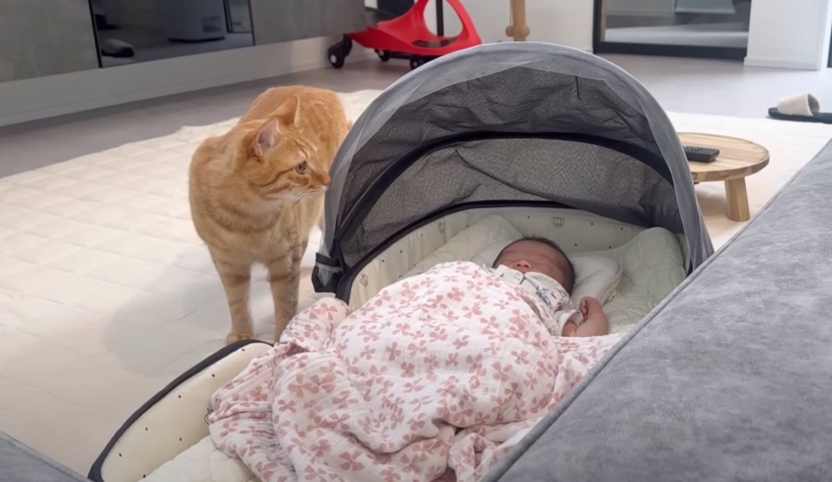 "赤ちゃんと対面した猫"に父性が芽生えて…同居猫が近づくと→驚きの行動をとる様子が11万再生「守って居たいんだね」「素敵な変化」