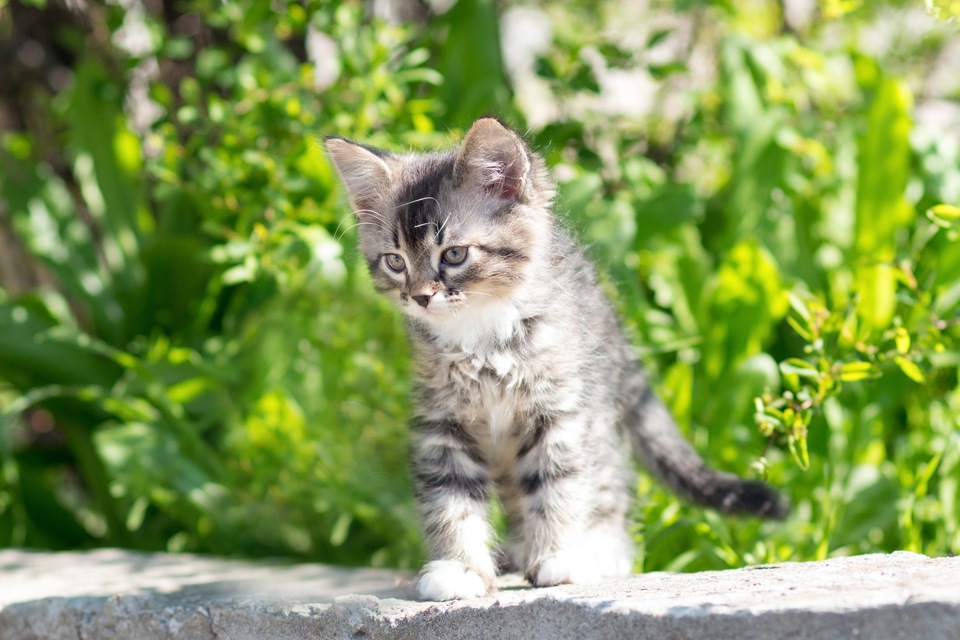 猫を拾ったらどうする？初めて飼う人が注意すべき４つの項目