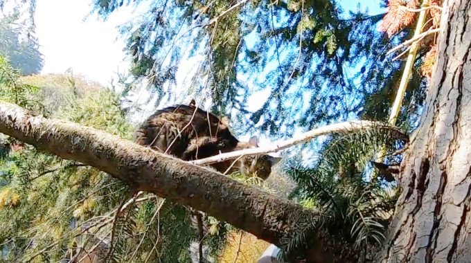 12日間行方不明だった猫…救助隊に見せた驚きの反応とは？